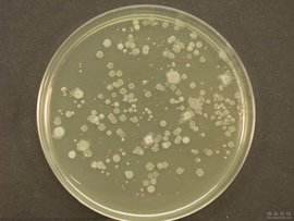 懸浮培養基(SM,2%)