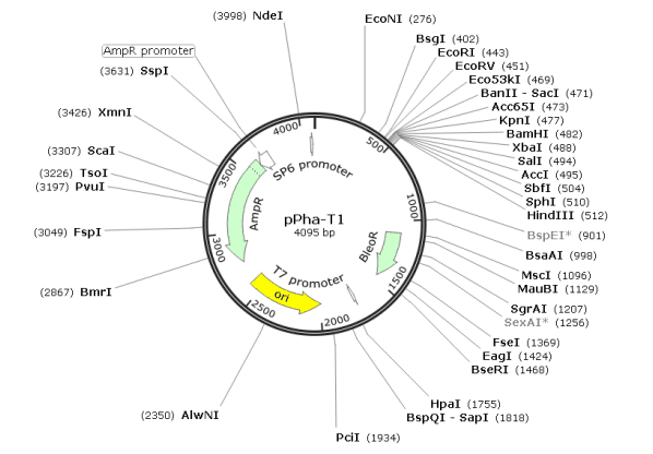 pPha-T1質粒